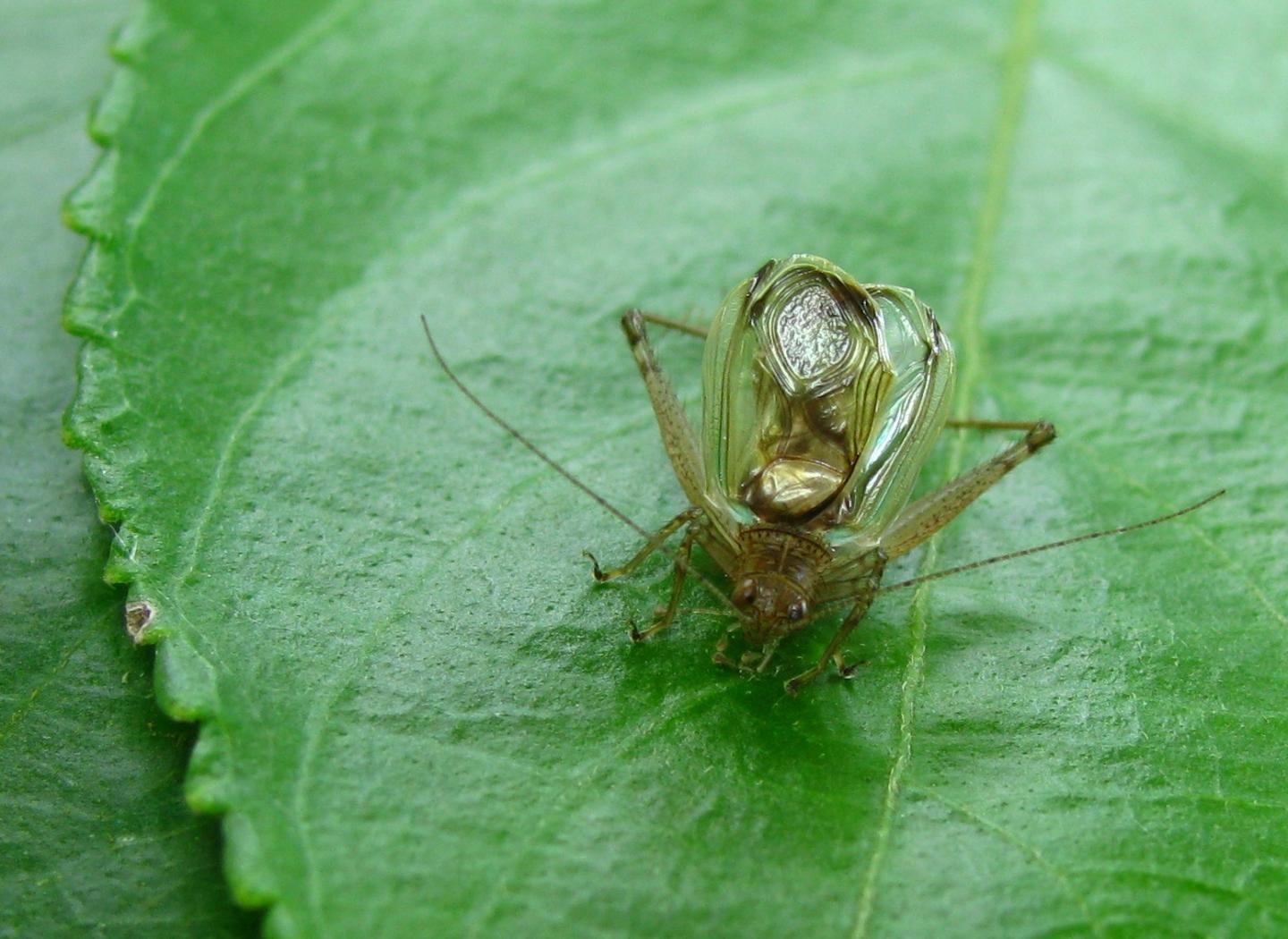 Cricket Avoids Being Bat Food By Doing Nothing