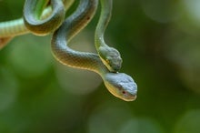 Why Snakes Have Two Clitorises and Other Mysteries of Female Animal Genitalia