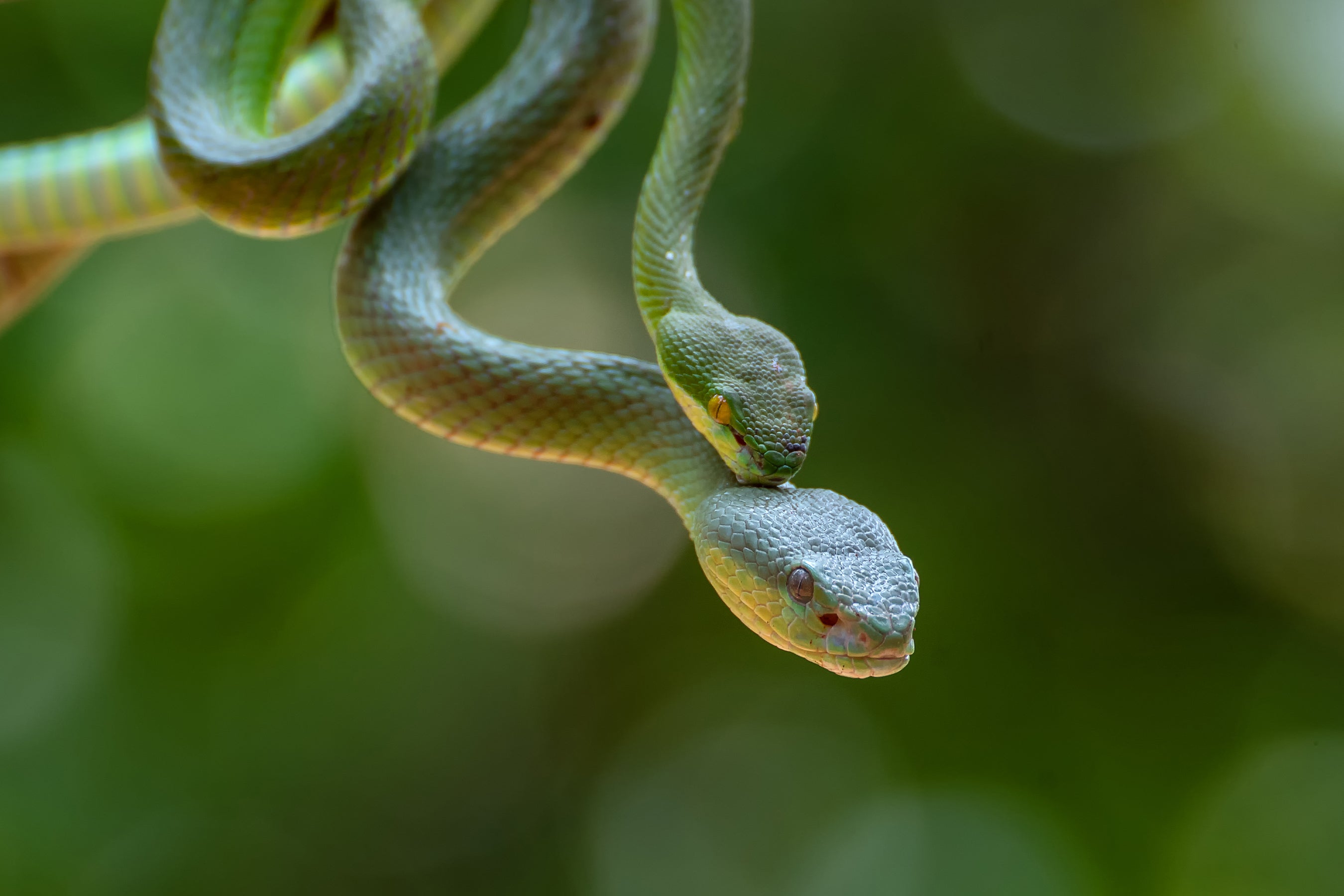 Why Snakes Have Two Clitorises and Other Mysteries of Female Animal  Genitalia - Scientific American