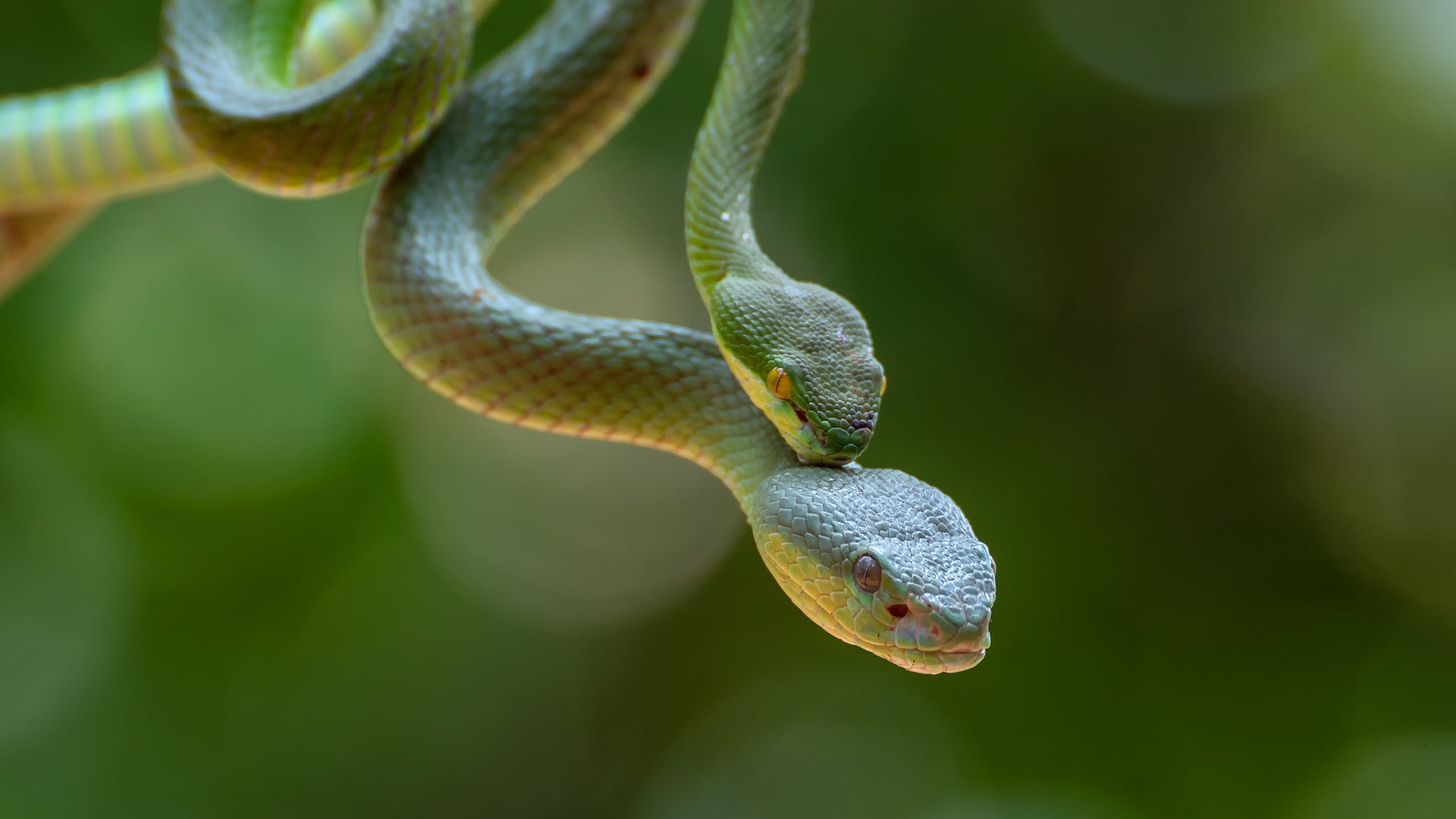 Why Snakes Have Two Clitorises and Other Mysteries of Female Animal  Genitalia | Scientific American