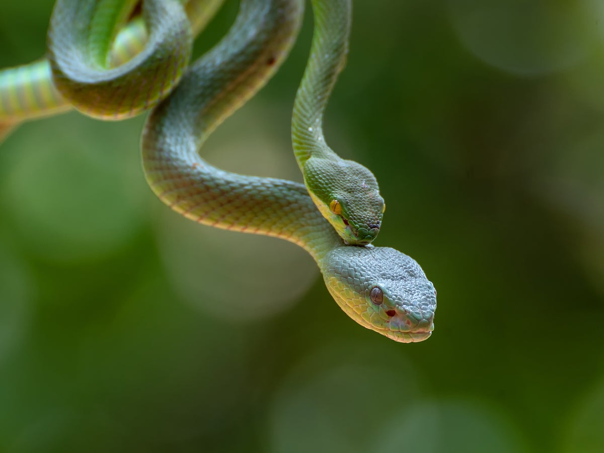 Why Snakes Have Two Clitorises and Other Mysteries of Female Animal  Genitalia | Scientific American