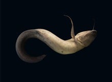 Poem: 'Lesson from the West African Lungfish (Protopterus annectens)'