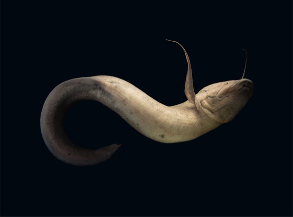 Poem: 'Lesson from the West African Lungfish (Protopterus annectens)'