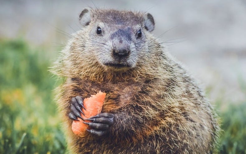 Groundhog Facts Other Than Their Poor Meteorology