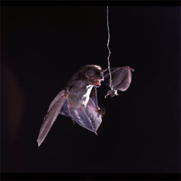 Moths Use Sonar-Jamming Defense to Fend Off Hunting Bats