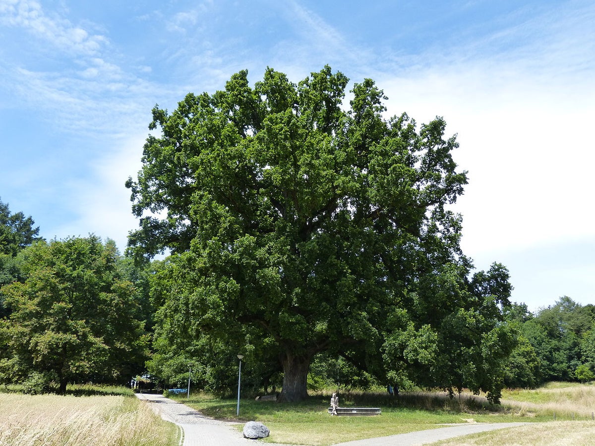 Ancient Oak's Youthful Genome Surprises Biologists | Scientific American