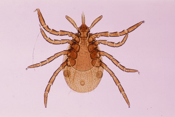 Vaccinating Mice May Finally Slow Lyme Disease