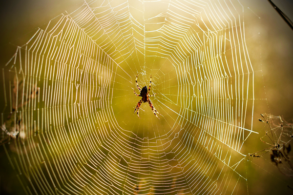 This spider web is strong enough for a bird to sit on, a scientific first