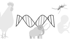 什么是CRISPR，为什么它如此重要?