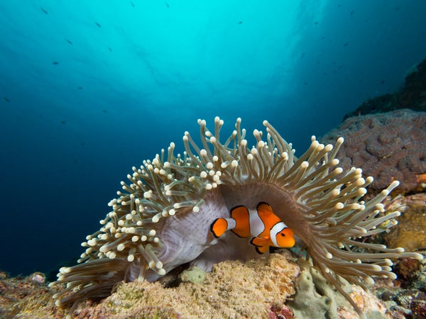 Underwater view of orange clownfish hiding beneath an anemone