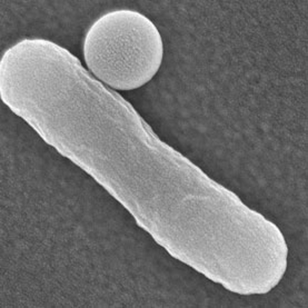 Microbial Mules: Engineering Bacteria To Transport Nanoparticles And 