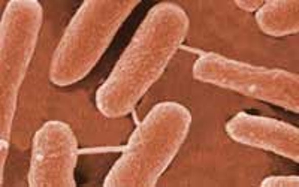 <i>E. coli</I> Provides Clues to Colon Cancer Treatment