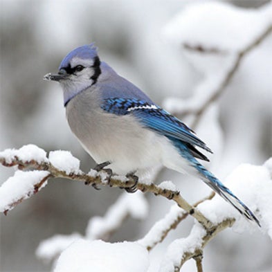 NestWatch