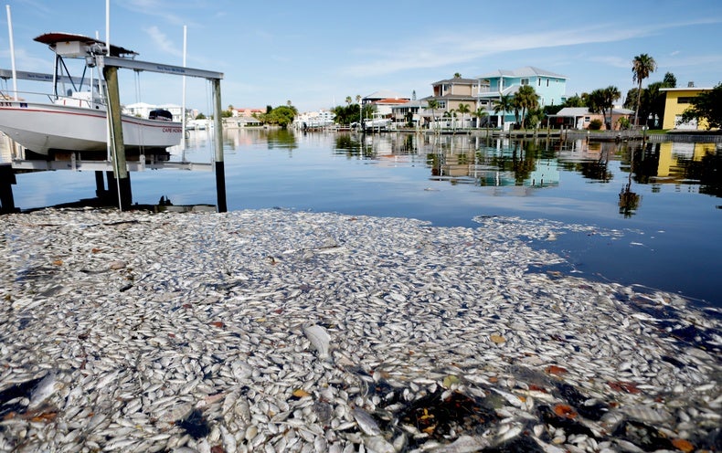 Marine Oxygen Levels Are the Next Great Casualty of Climate Change ...