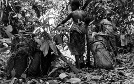 How 'Sustainable' Development Ravaged the Congo Basin
