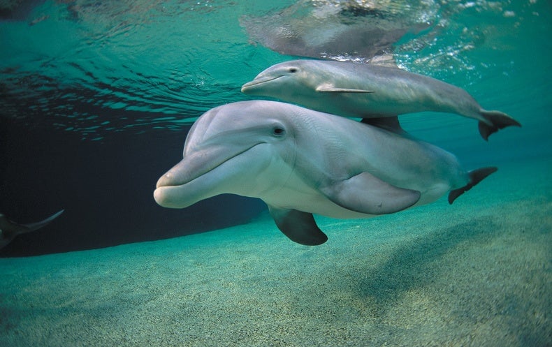 Bottlenose Dolphin