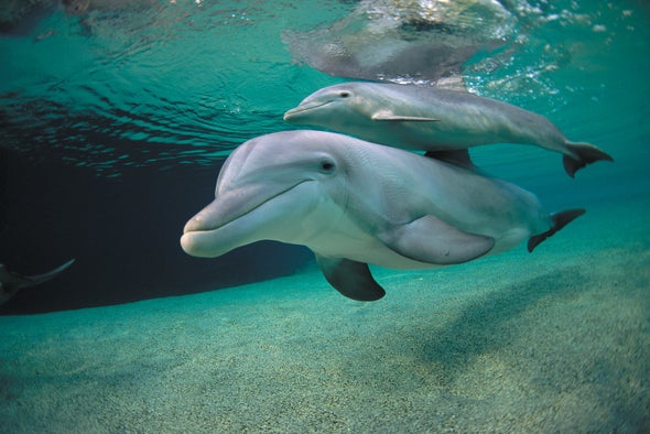 Online News Magazine Dolphins Whistle Their Names with Complex, Expressive Patterns