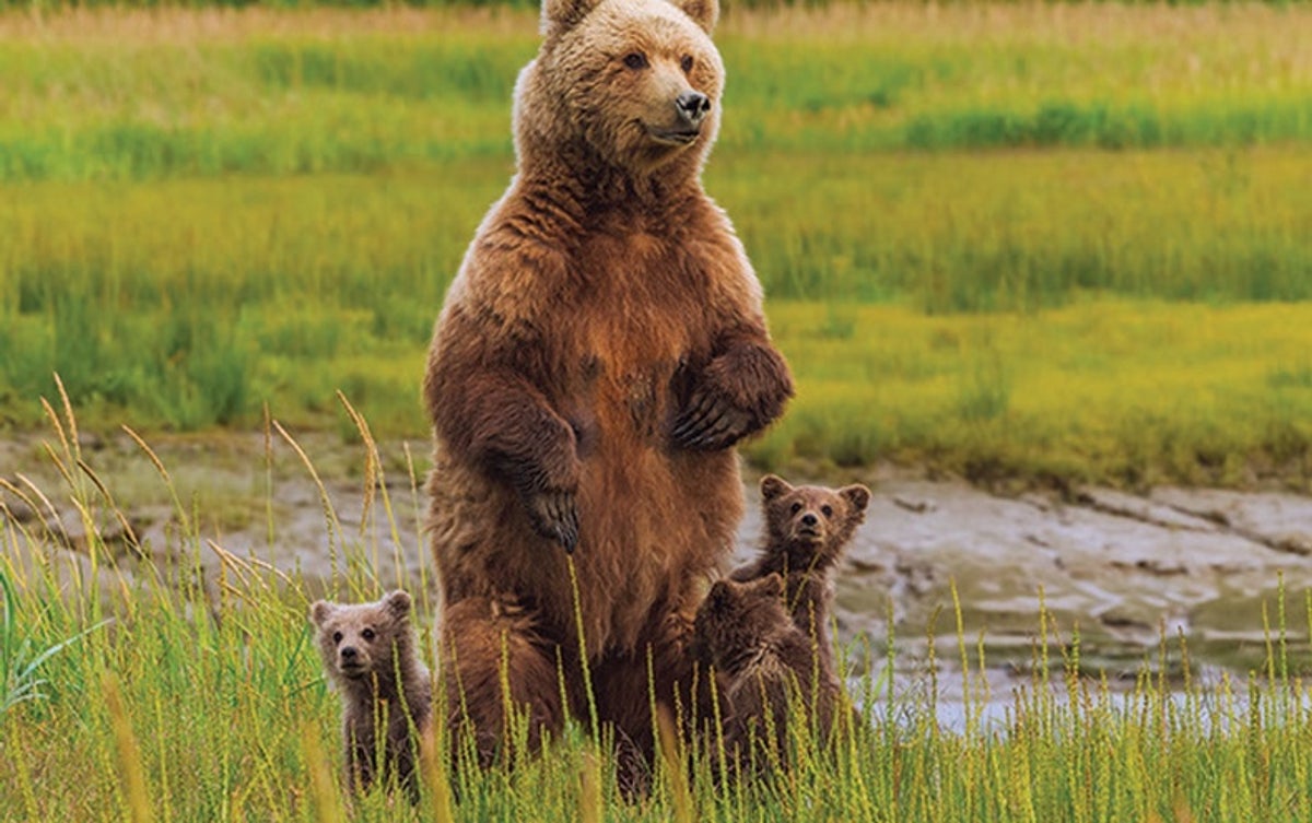 Wild bears do the twist to communicate through smelly footprints