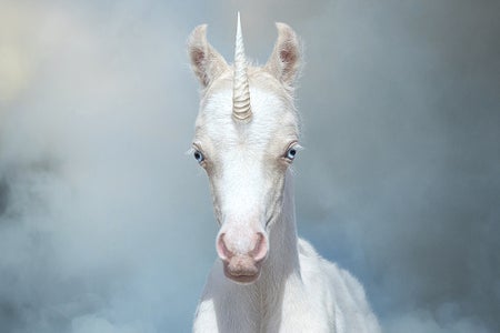 An altered image of a white newborn Welsh pony made to look like a unicorn