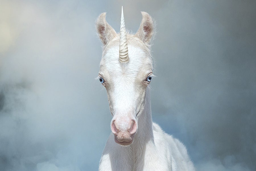 A Married Bachelor Proves That Unicorns Exist Scientific American