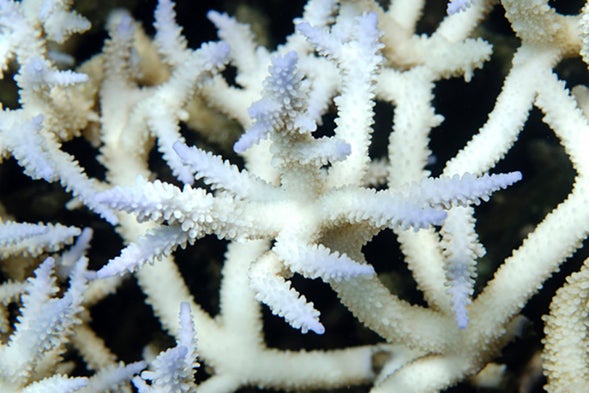 Corals Worldwide Hit by Bleaching [Slide Show]