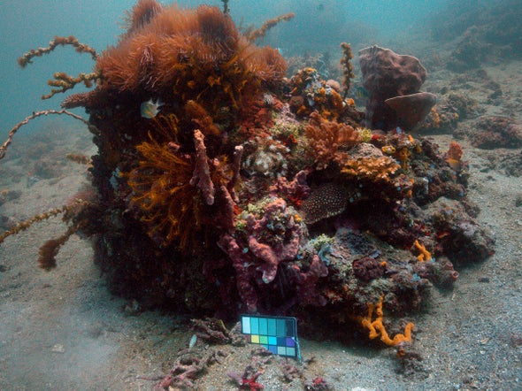 Sea-thru Brings Clarity to Underwater Photos