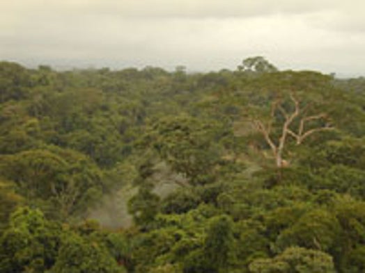 Rain Forests Release Carbon Dioxide in Response to Warmer Temperatures