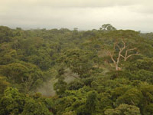 Rain Forests Release Carbon Dioxide in Response to Warmer Temperatures
