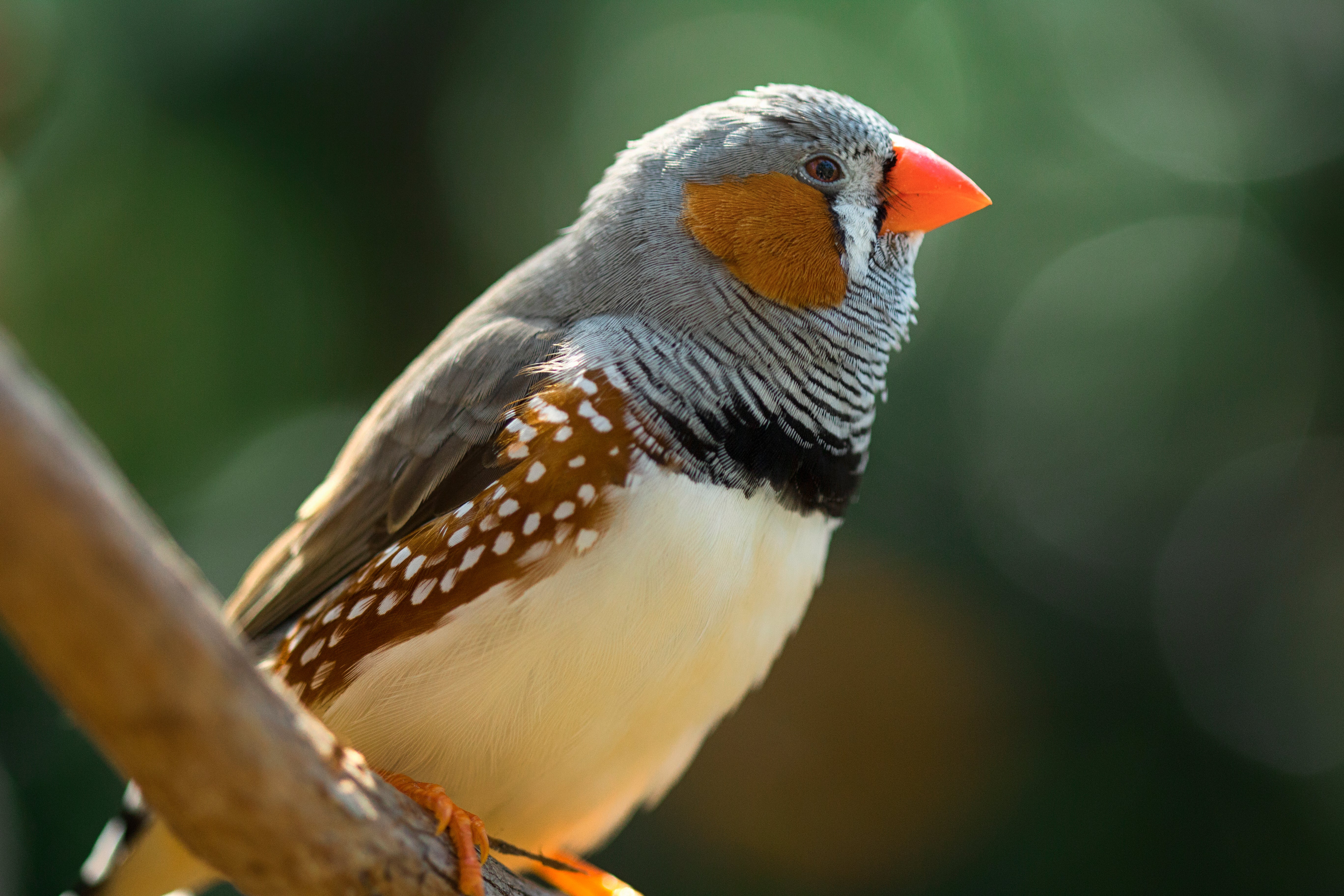 Male Songbirds Need Daily Vocal Practice to Woo Females