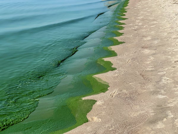 Green water algae bloom on beach