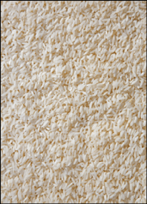 Scientists Dish Up Rice Vaccine to Fight Cholera Scientific American