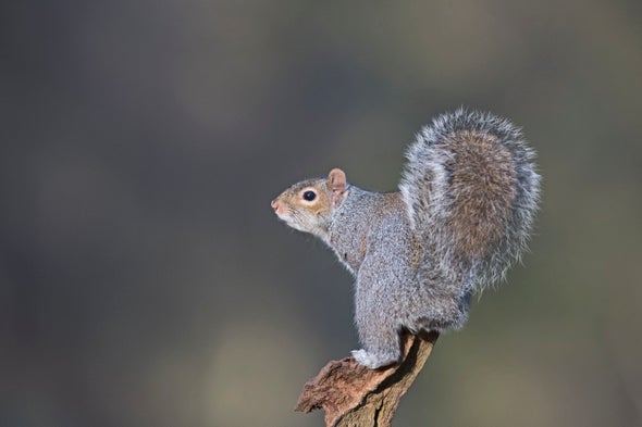 Eavesdropping Puts Anxious Squirrels at Ease