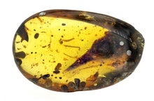 Smallest Known Dinosaur Found in Amber