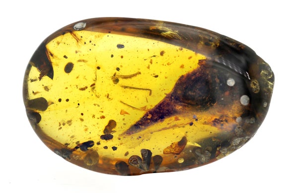 Smallest Known Dinosaur Found in Amber