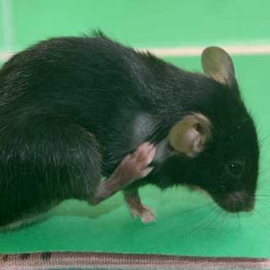 Scratch That Theory: Itchiness and Pain May Not Share the Same Sensory Pathway