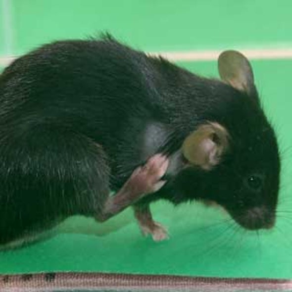 Scratch That Theory: Itchiness and Pain May Not Share the Same Sensory Pathway