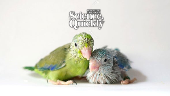 Parrot Babies Babble Just like Us