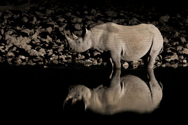 A rhinoceros stands a the edge of the water in the twilight.