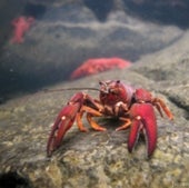 Crayfish: