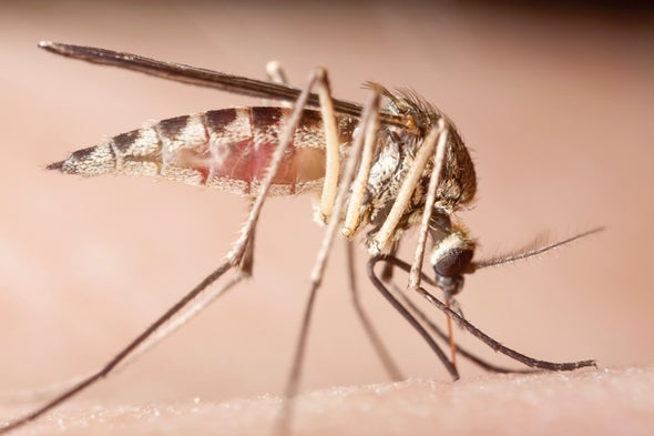 Gut Microbes Lessen Mice Malarial Malaise