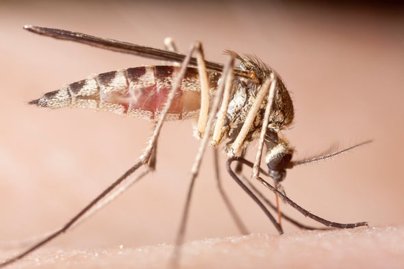 Gut Microbes Lessen Mice Malarial Malaise