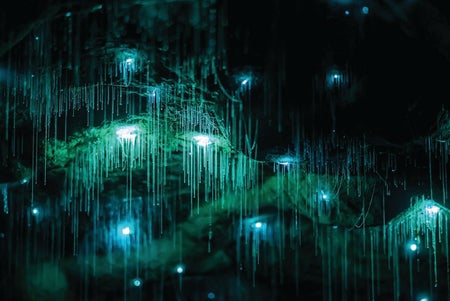 Blue-green bioluminescent threads, identified as glow worms, dangle from the ceiling of an otherwise dark cave.