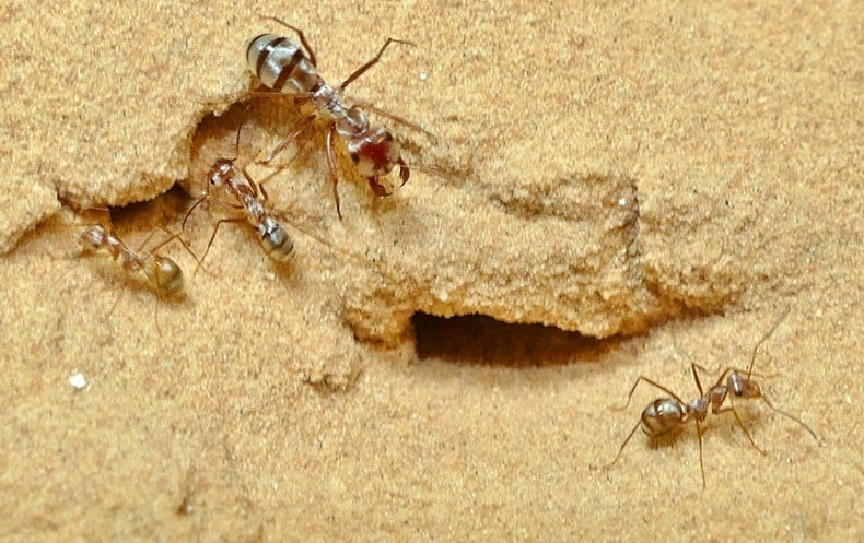 Galloping Ant Beats Saharan Heat