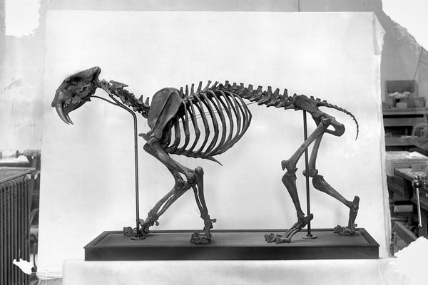 Composite of fossil vertebrate Smilodon californicus Bovard (sabertooth) skeleton in mount shop placed on table in front of white seamless background, a little of the background of the mount shop is showing