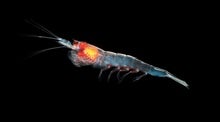 How Antarctic Krill Coordinate the Biggest Swarms in the World