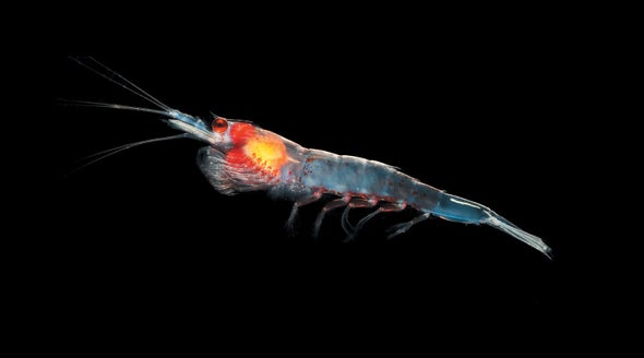 How Antarctic Krill Coordinate the Biggest Swarms in the World