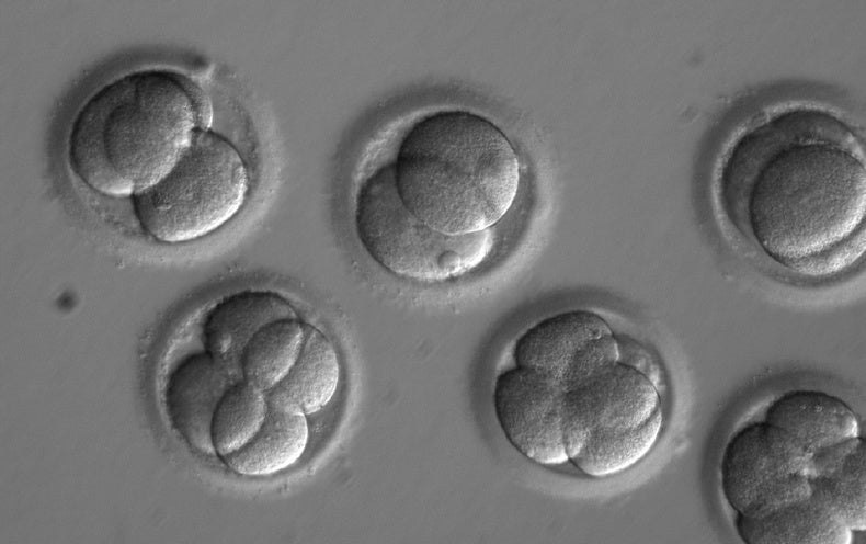 gene editing embryos experiment