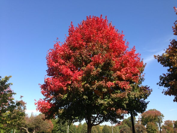 Fall Foliage Timing Comes into Clearer Focus