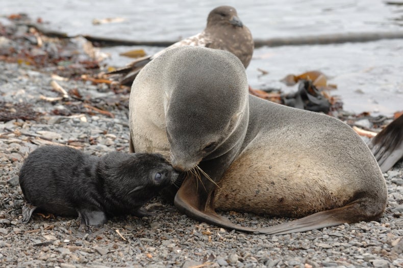 Hit By Climate Change Dwindling Antarctic Seal Population Grows More   F1DEF530 292F 4798 AA3BAEA19AEEA426 