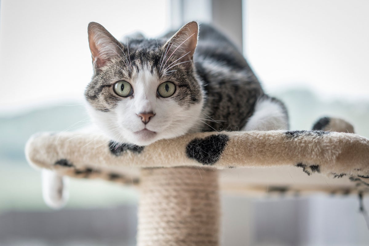 Toxoplasmosis: Can you catch crazy cat lady syndrome? – NU Sci Magazine